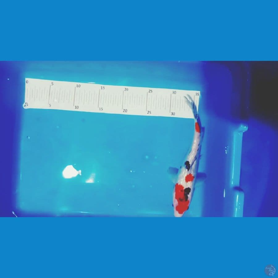 sangke ginrin 25 cm.