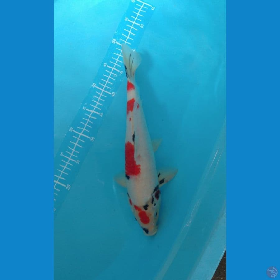Showa male 35 cm