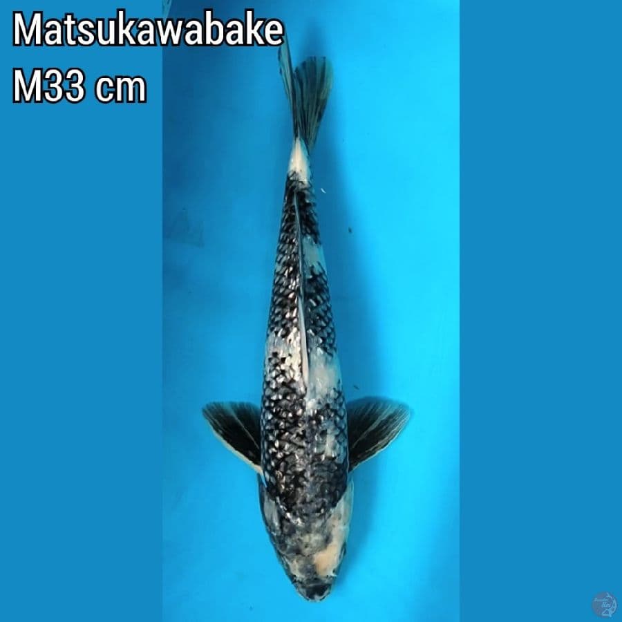 Matsukawabake M32 cm