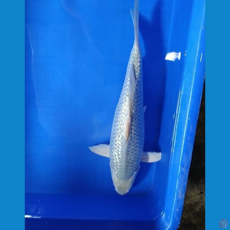 soragoi ginrin 37 cm
