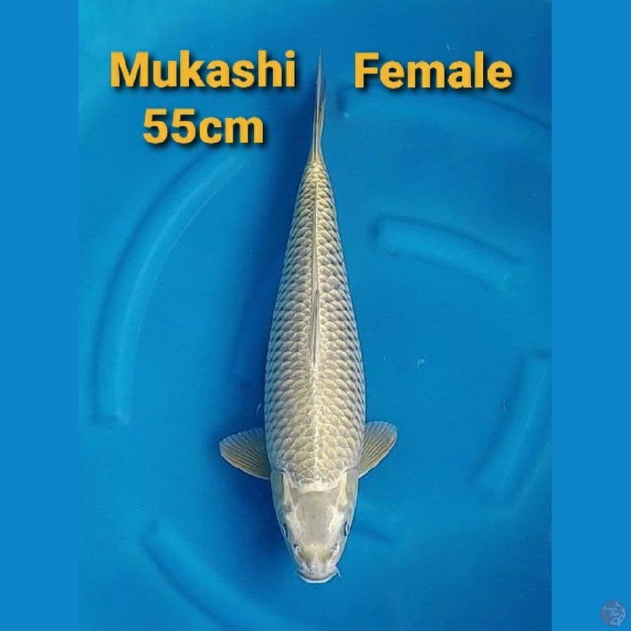 MUKASHI 55CM FEMALE JUMBOO