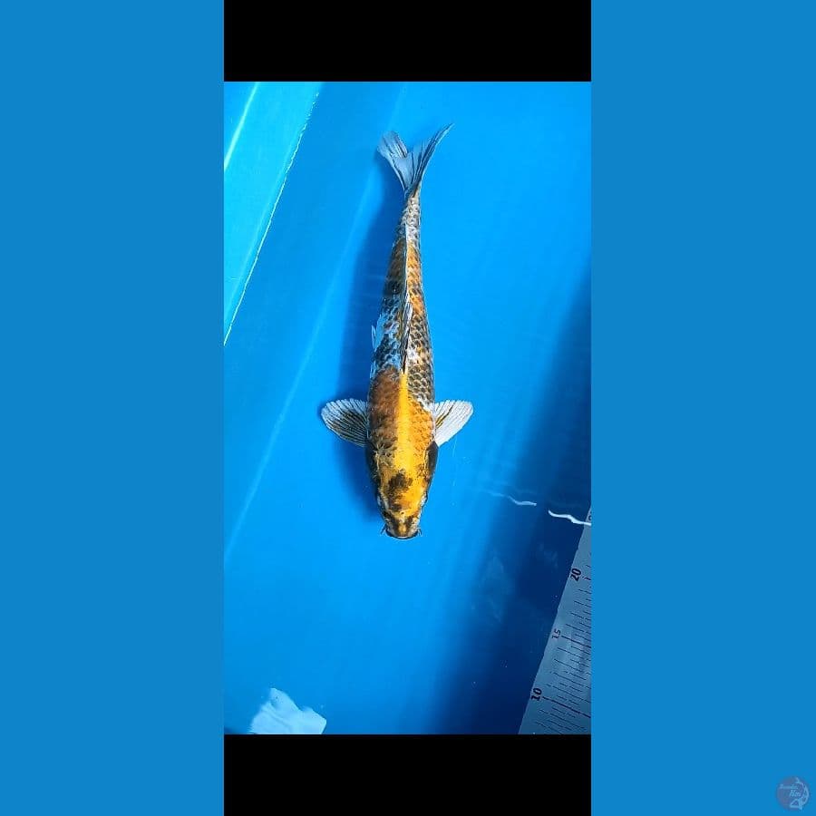 kin showa 35cm jantan