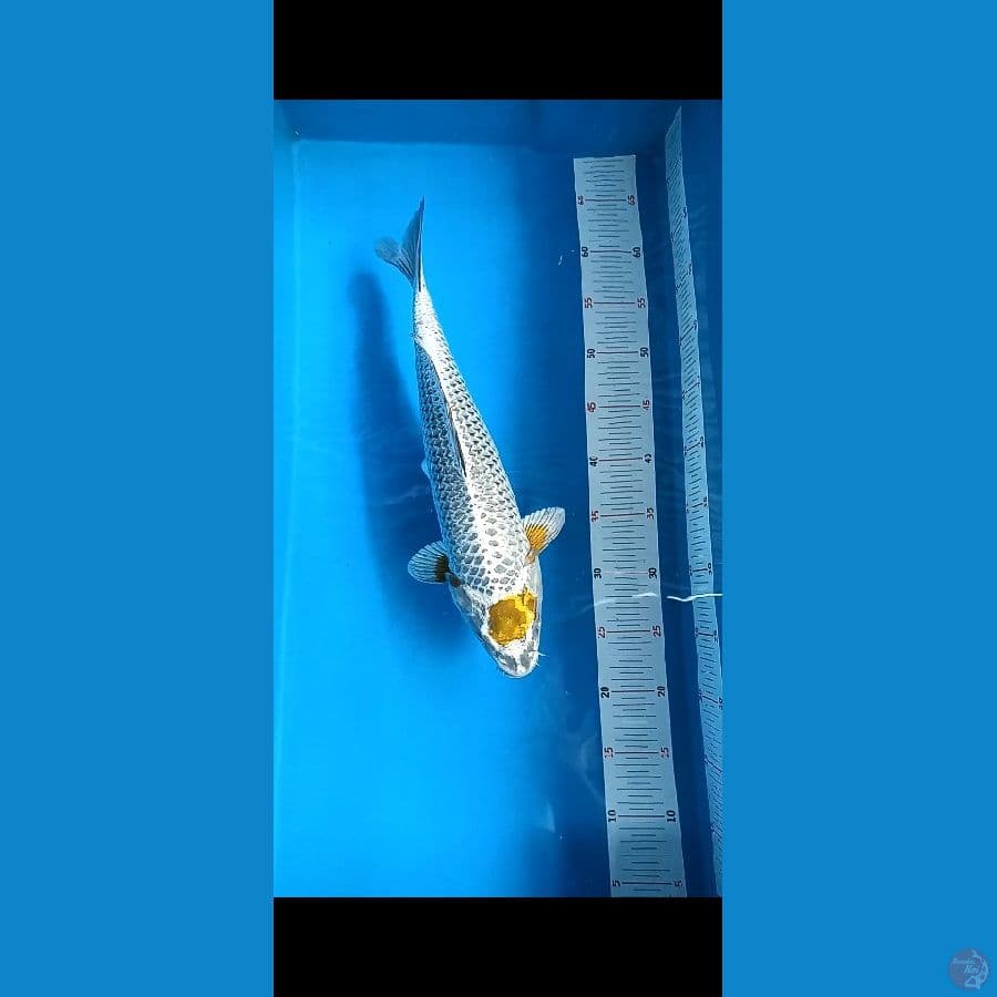 Tc ochiba 40cm 