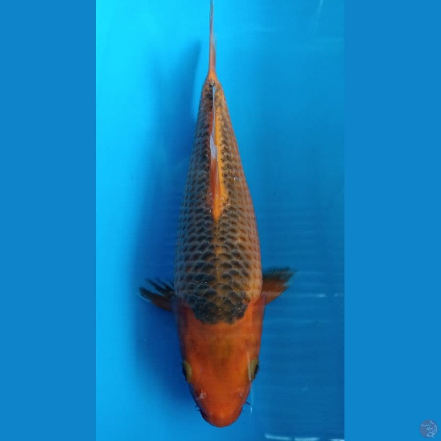 aka matsuba bulky 30cm