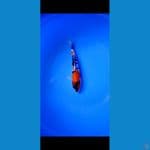 Showa doit, 22cm