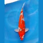 GOSHIKI GIN RIN 35BU SUPER BODY