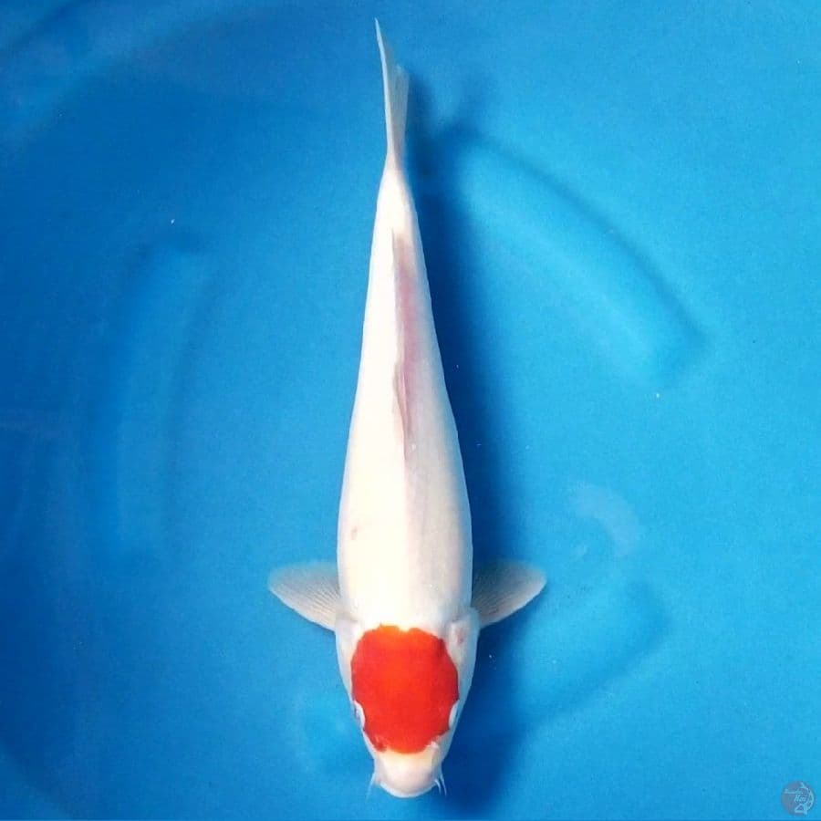TAANCHO KOHAKU 33 CM MALE