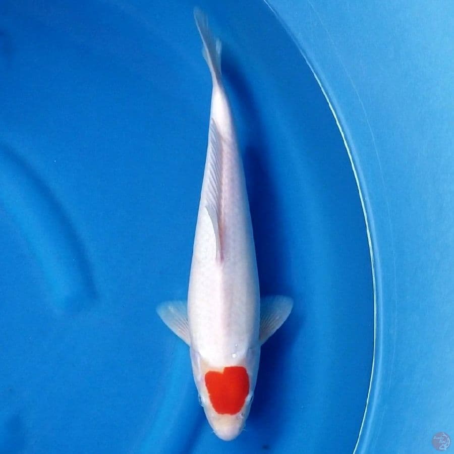 TANCHO KOHAKU 35 CM MALE