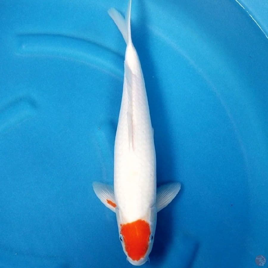 TANCHO KOHAKU 45 BU MALE
