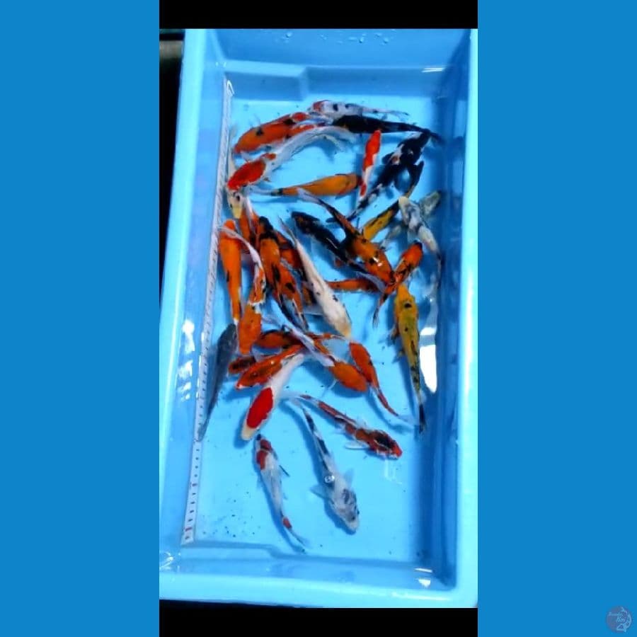 13-18cm 35ekor paket mix 