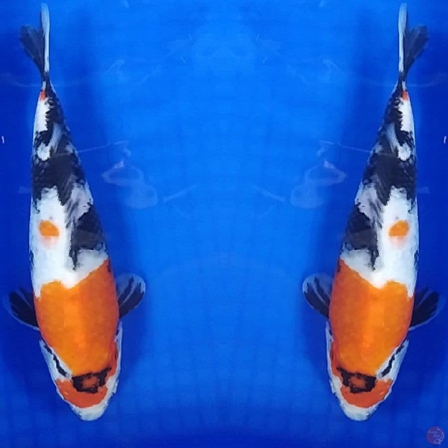 -JMT05- SHOWA CINTA
