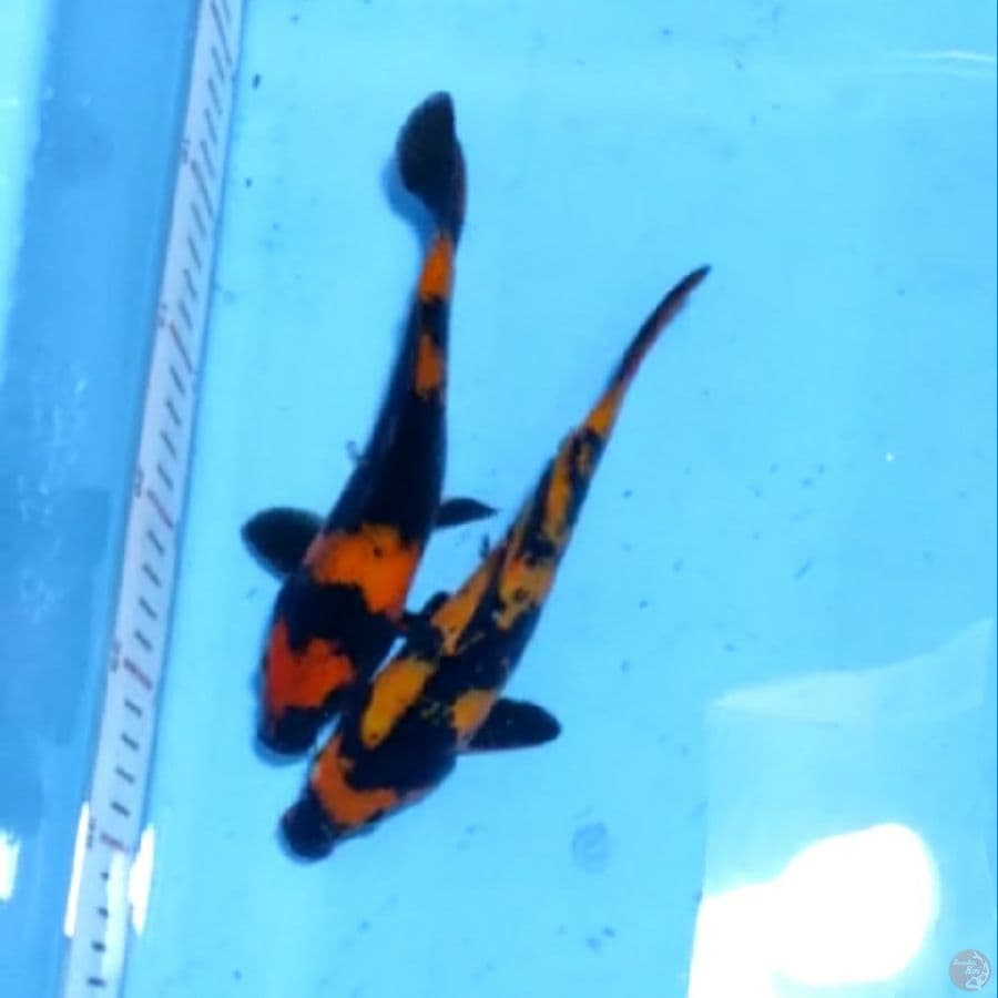 22cm 2ekor pake hi utsuri