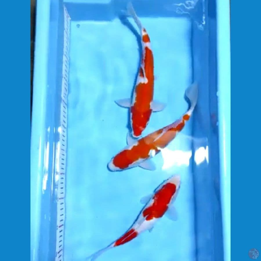 27-30cm 3ekor paket kohaku 
