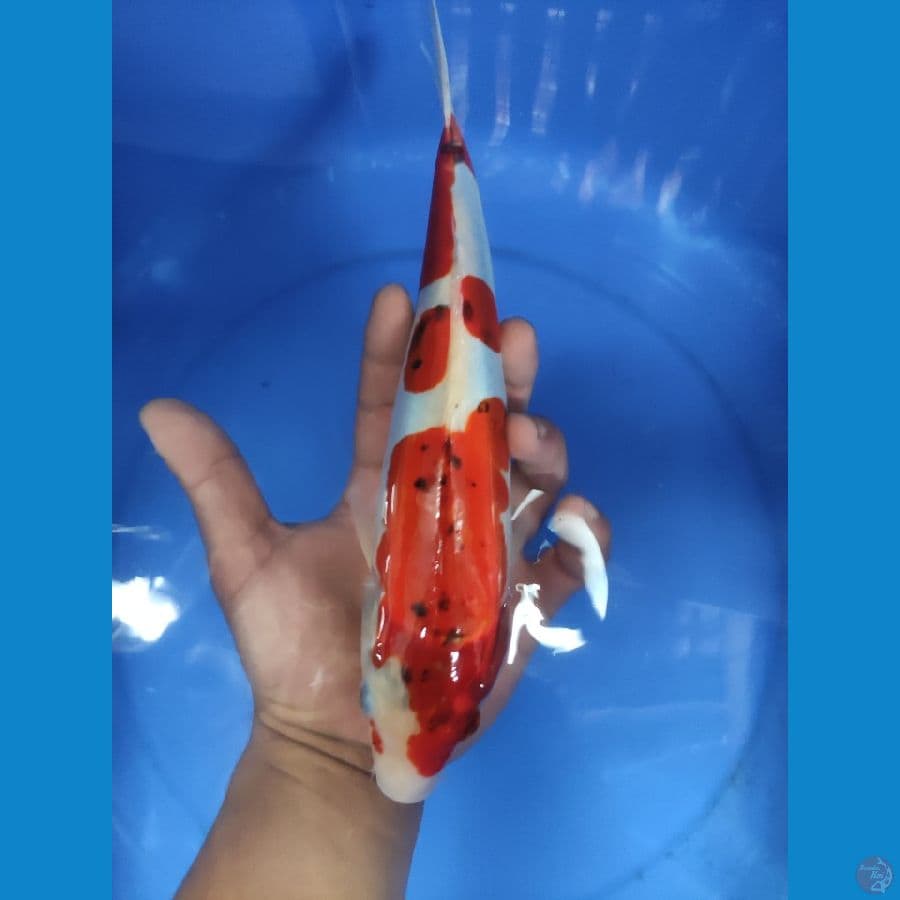 KIKO 28 CM