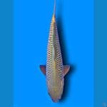 CHAGOI PRIA 38 CM 