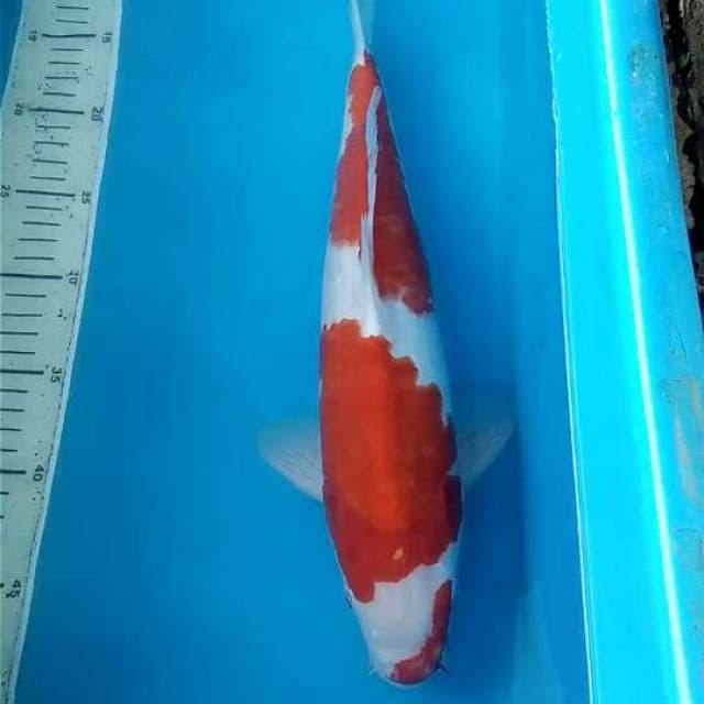 Kohaku Male 38cm