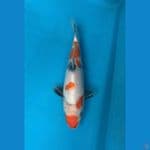 Import Showa Muroi Koi 
