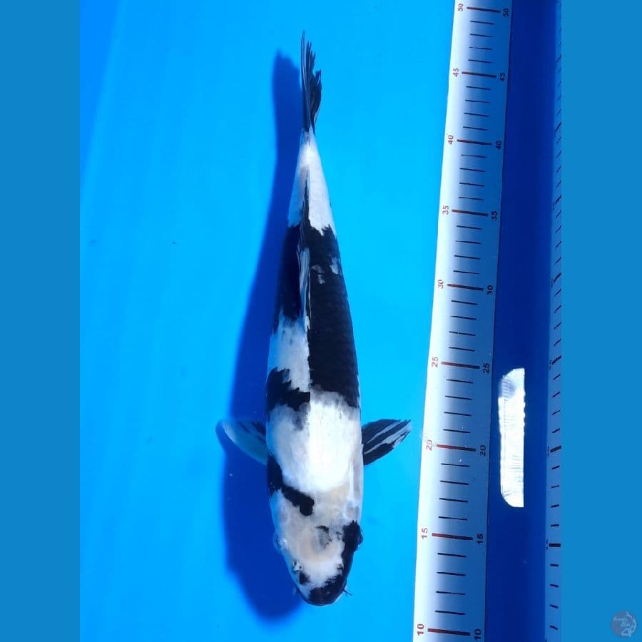SHIRO - 34cm - SHINING