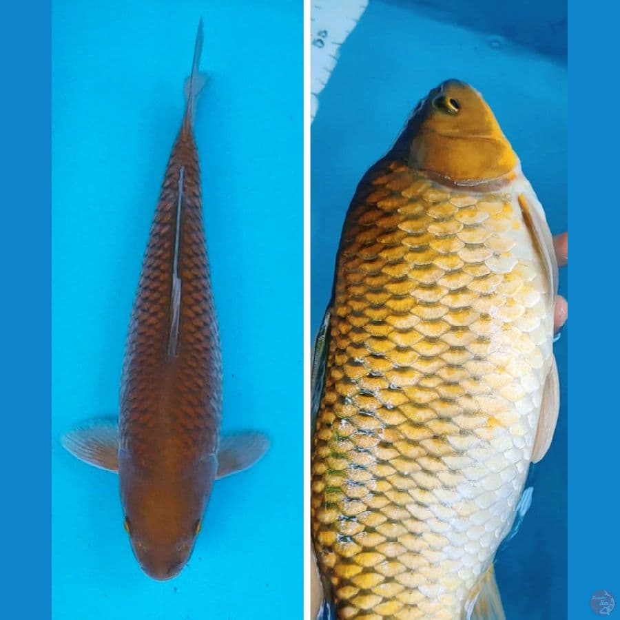 chagoi punuk 34cm male