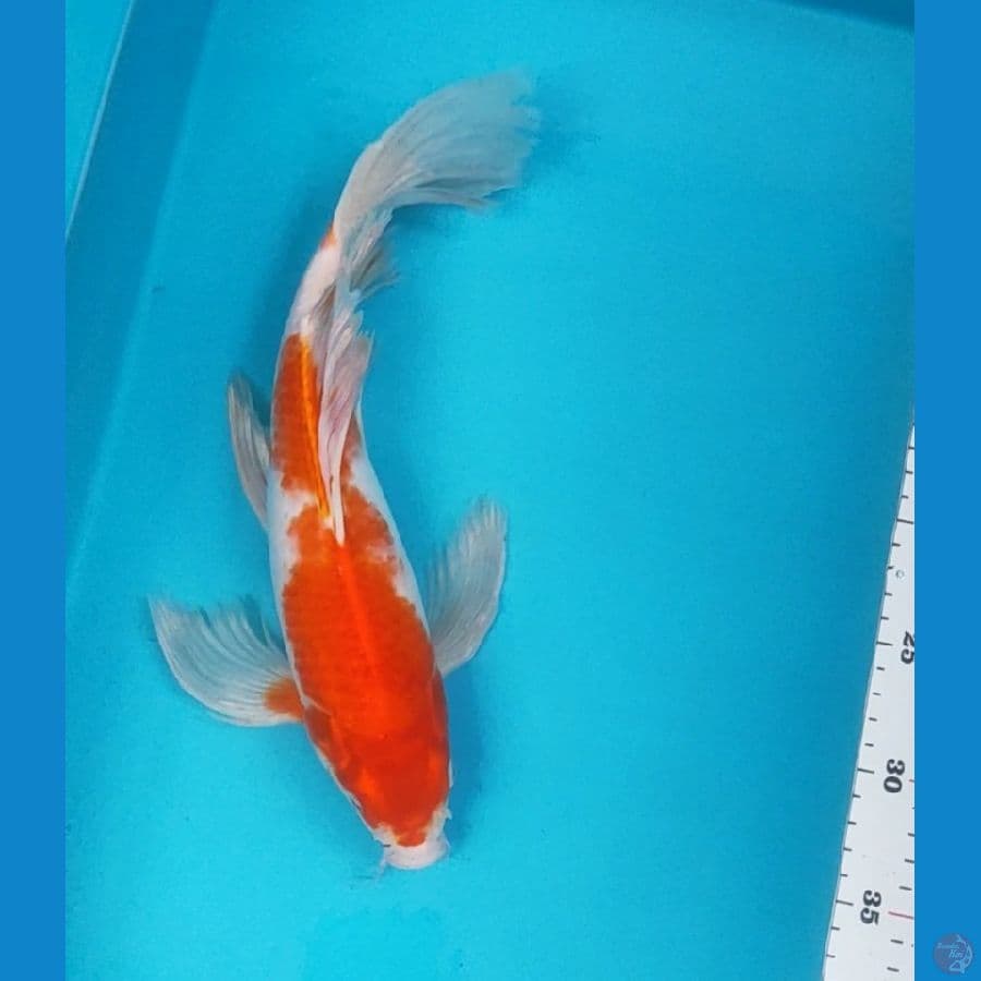 kumpay kohaku 34cm male