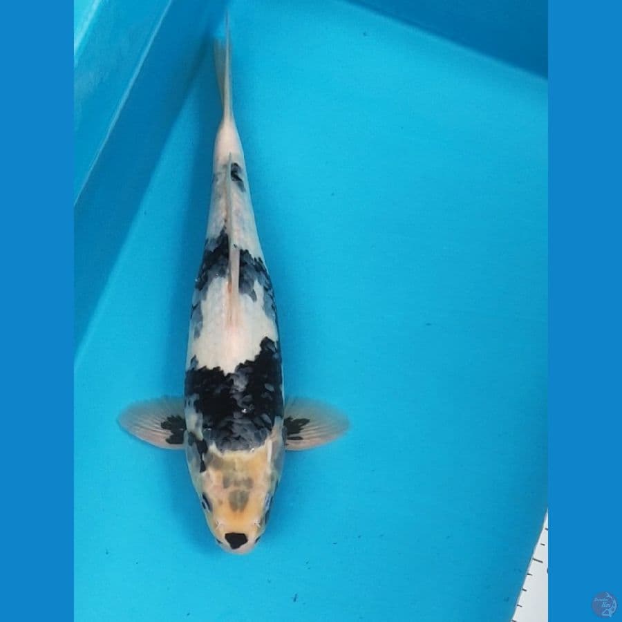 shiro motogoro 34cm male