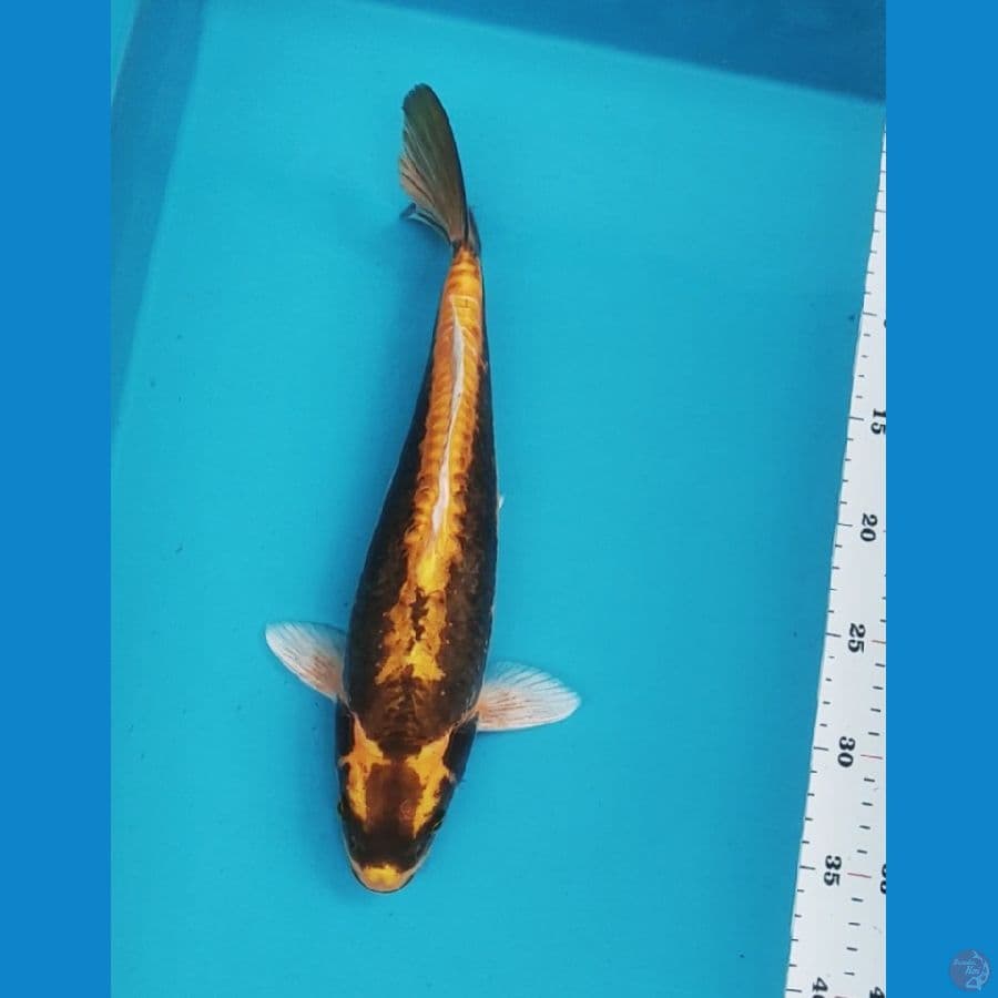 kabuto doit 33cm male