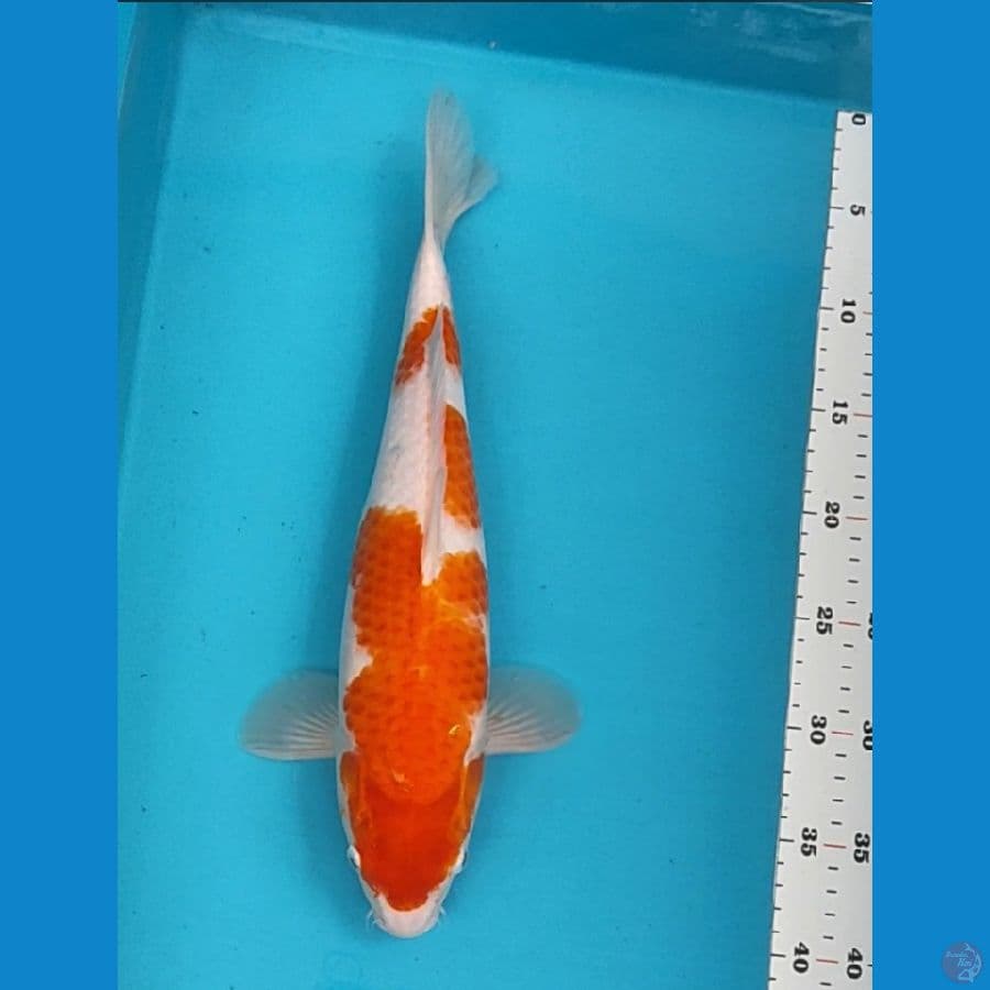 kohaku 36cm fm
