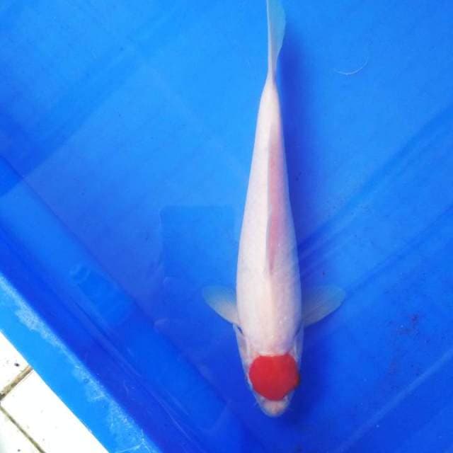 Tancho kohaku anakan impor