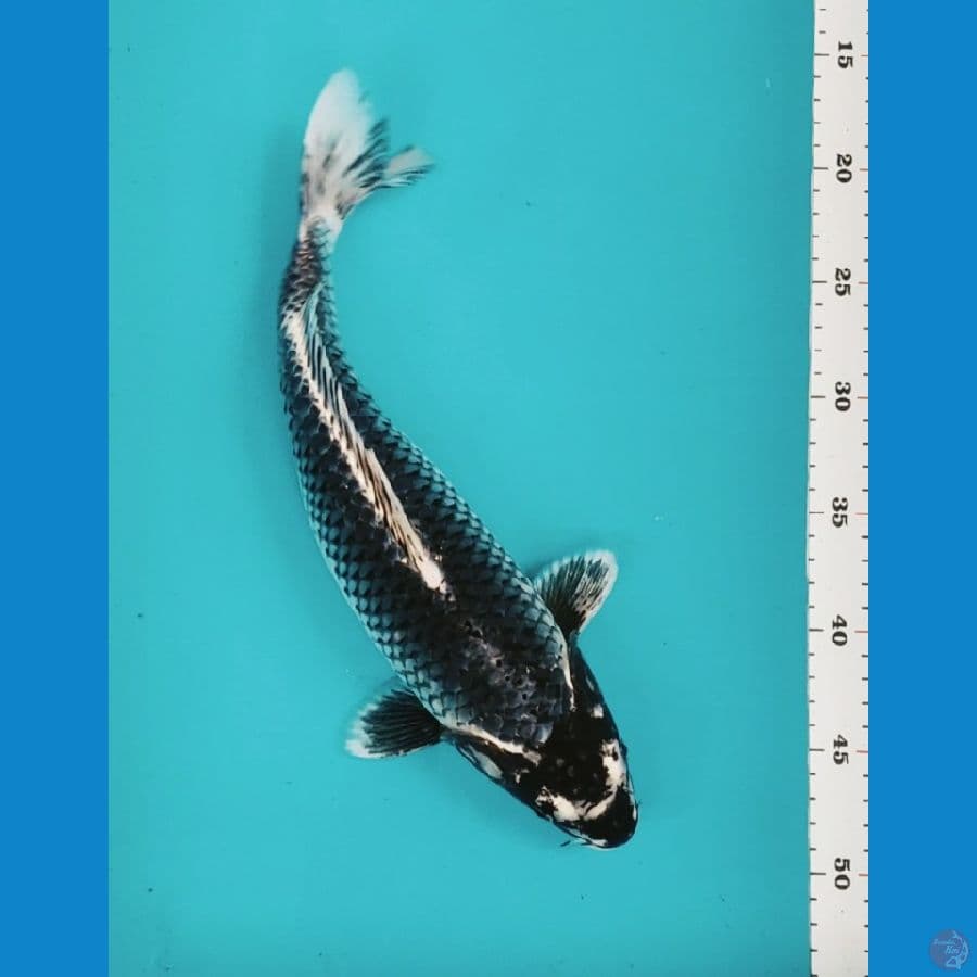 black kawari 35cm fm