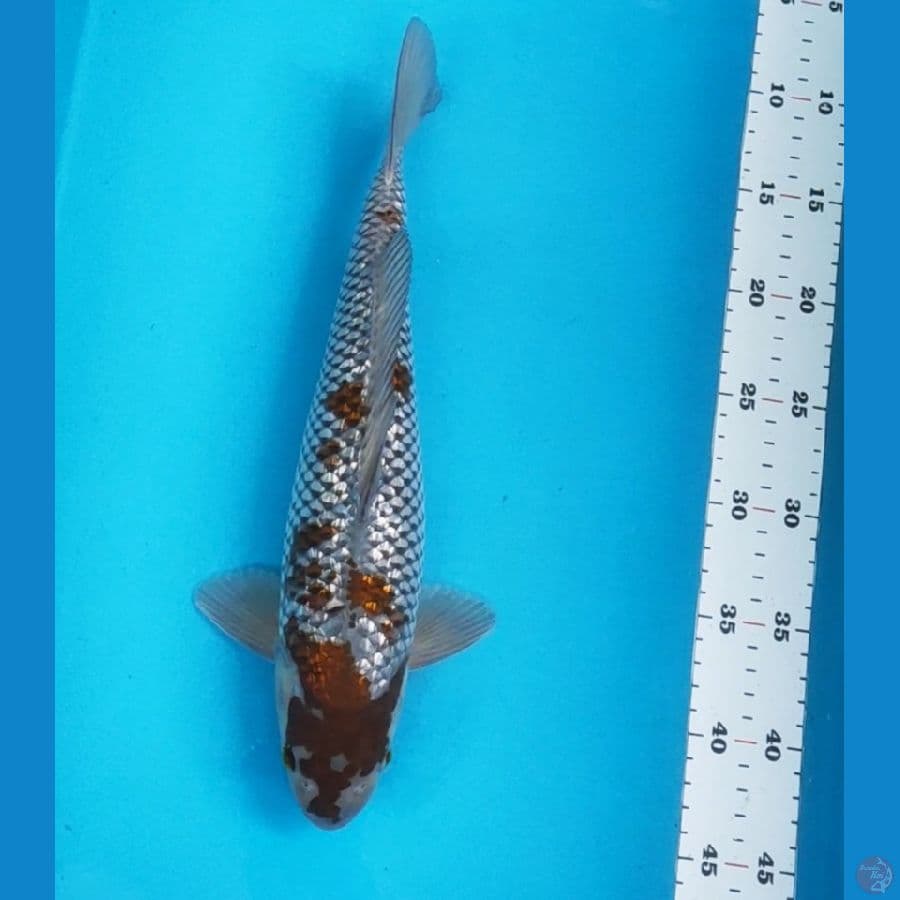 ochiba shigure ginrin 34cm male