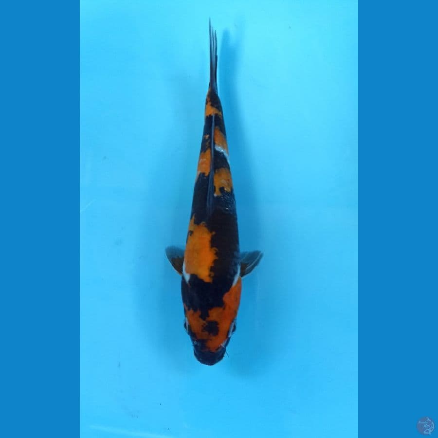 showa 23cm