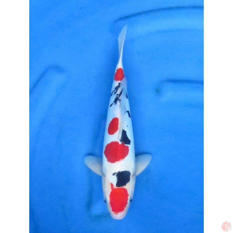 33cm , Male - Sanke Doitsu Strong