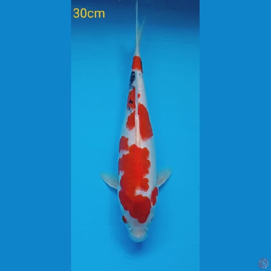 sanke 30cm