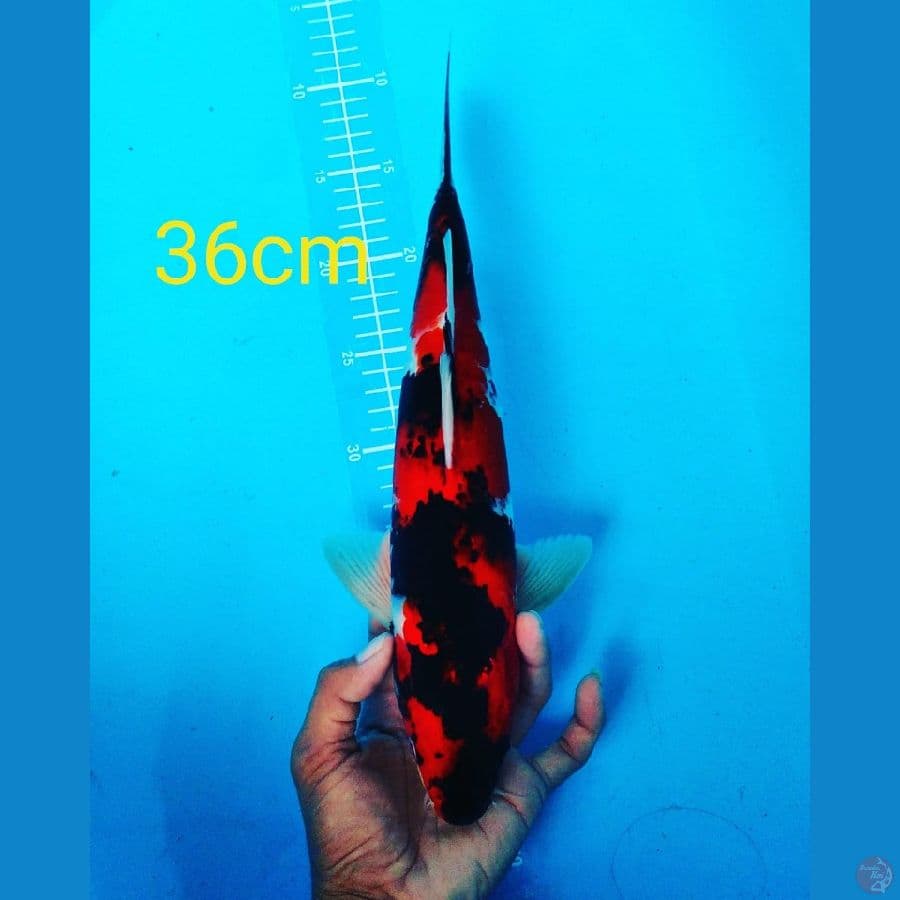 showa jantan 35cm halus