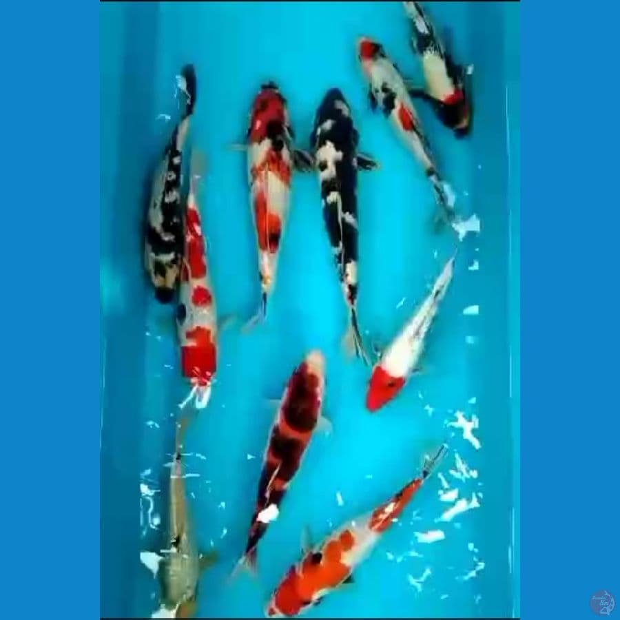 mix 10 ekor 26cm -33cm