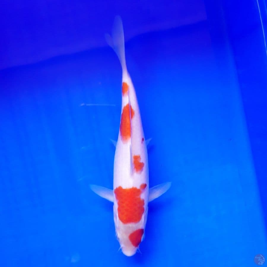 Kohaku 21cm Ori