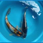 duo cantik 30,31 cm