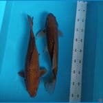 duo cagoi f dan m 35 cm