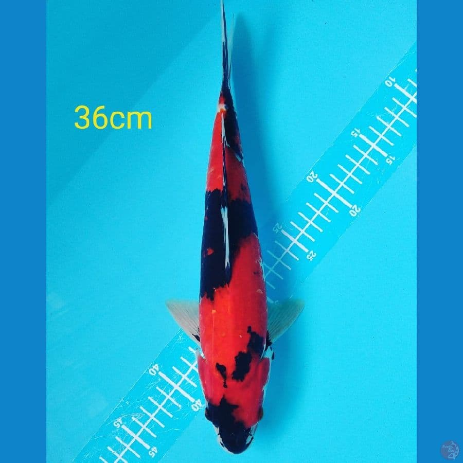 showa 36cm male