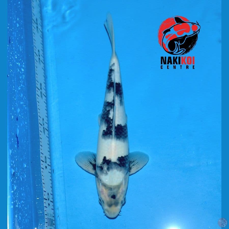 Shiro Utsuri Istimewa 28cm,.
