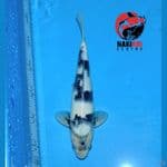 Shiro Utsuri Istimewa 28cm,.