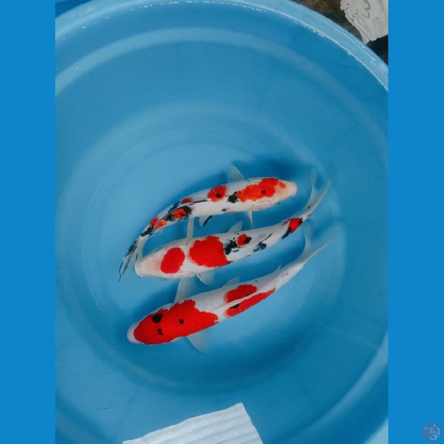3ekor SANKE HQ 25-28cm