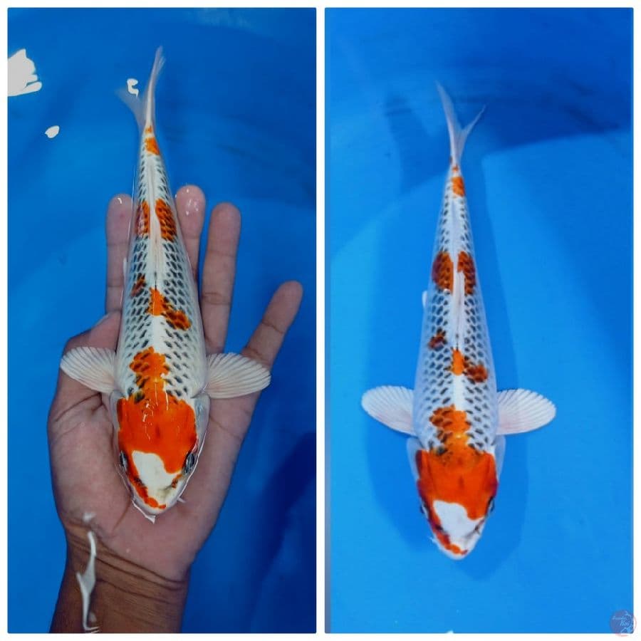 kujaku 25 cm