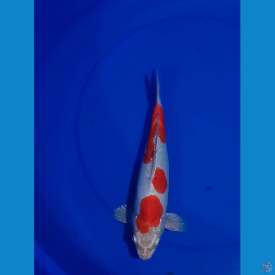 kikutsui