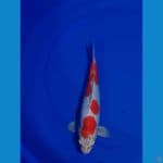 kikutsui