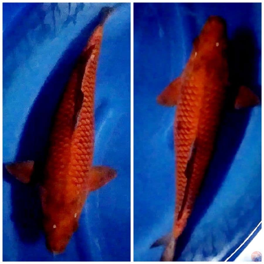 _SNN03_ JUMBO CHAGOI TEMBAGA FM/50BU
