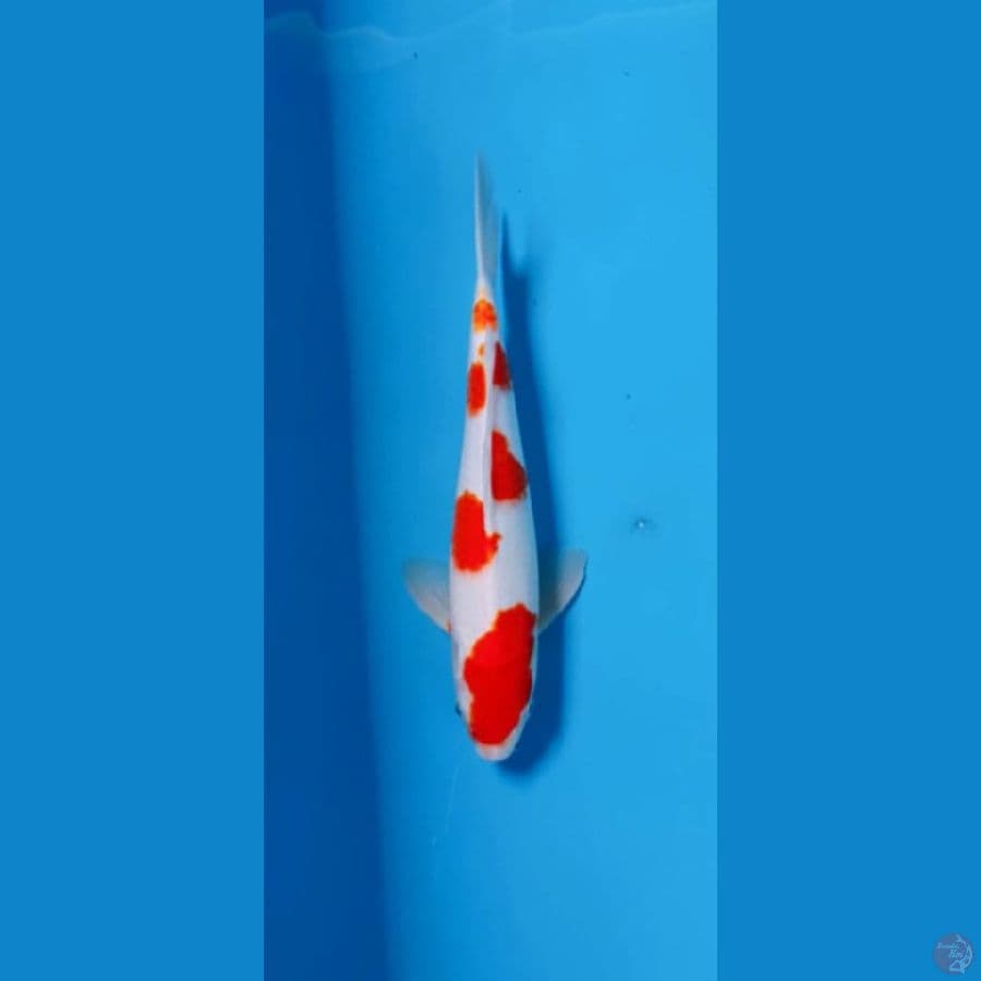 Original Kohaku