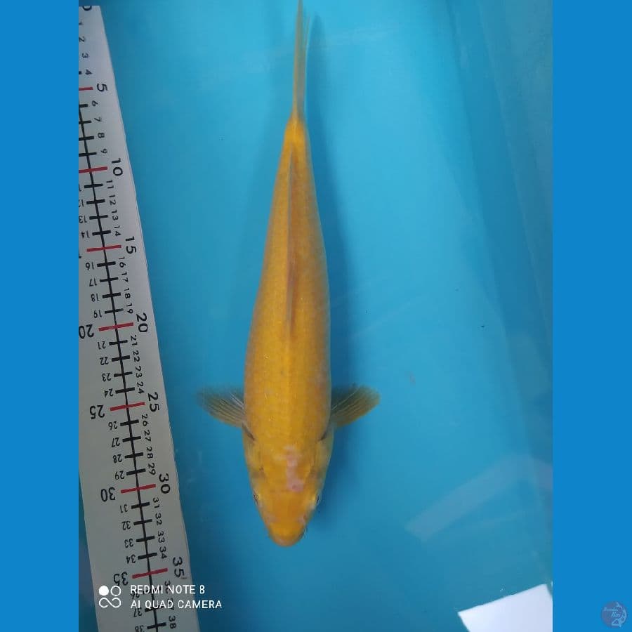 MURAY KOI FARM-KARASI MM 31 CM