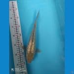 muray koifarm - shoragoi full gindrim 25 cm