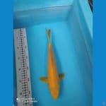MURAY KOIFARM - KARASI MM 30 CM